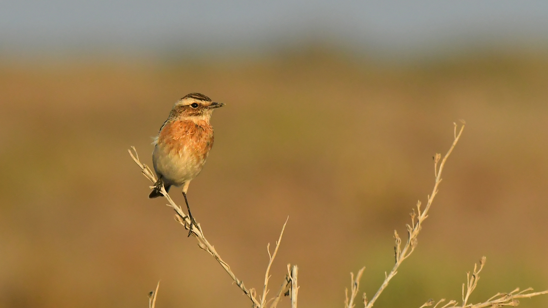 Whinchat